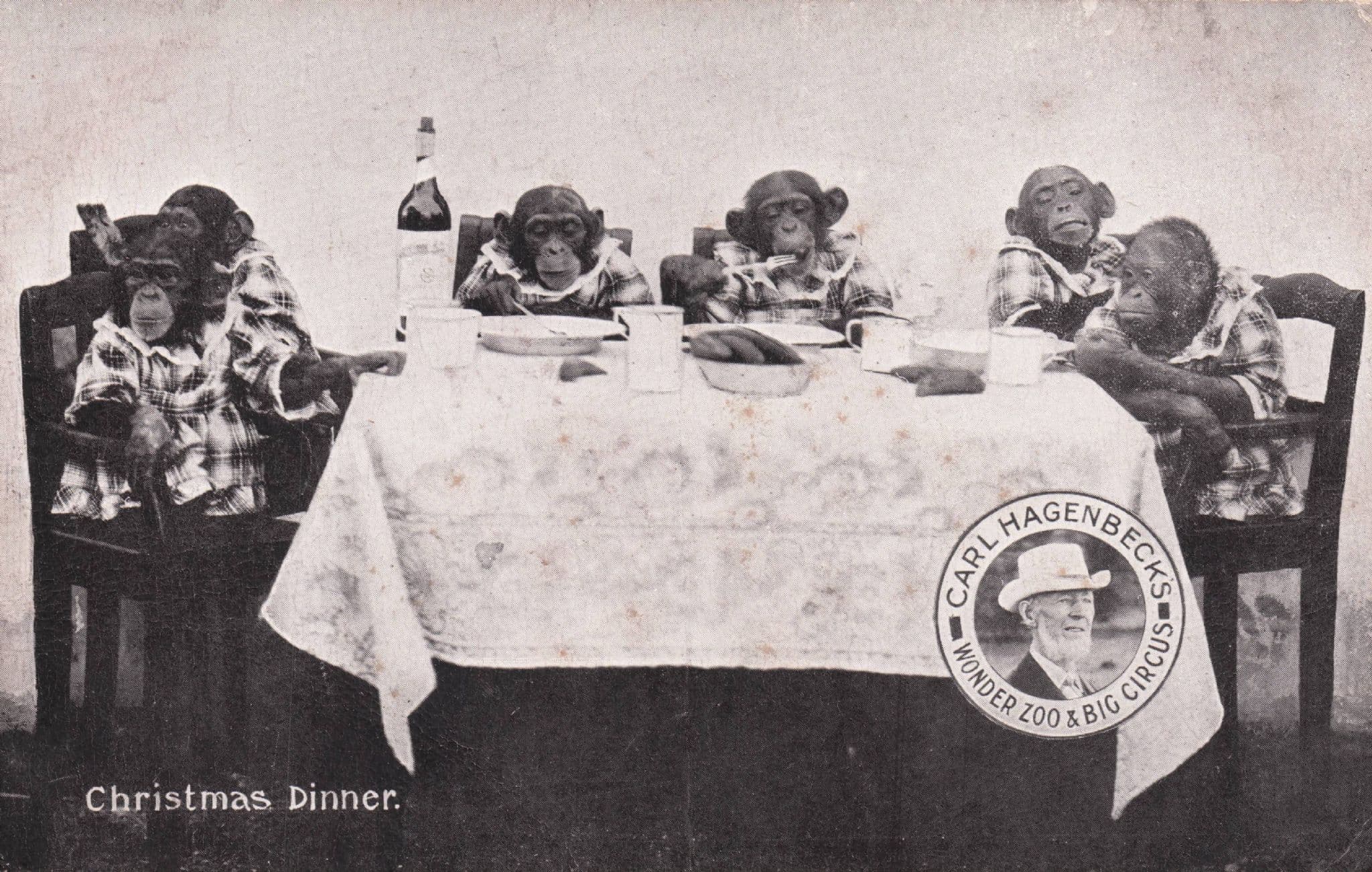 Carl Hagenbeck German Zoo Chimpanzees Christmas Dinner Circus Old Postcard