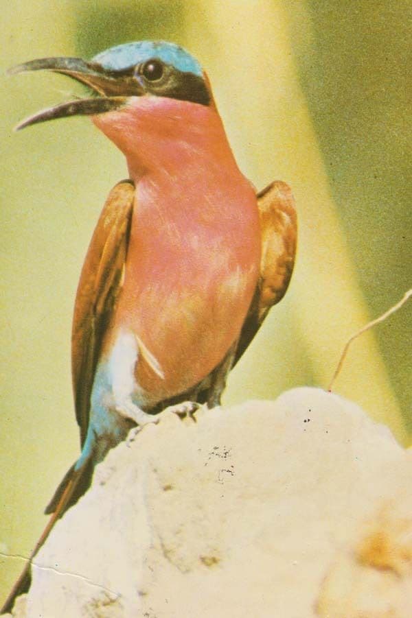 Carmine Bee Insect Eater Rare Bird Postcard