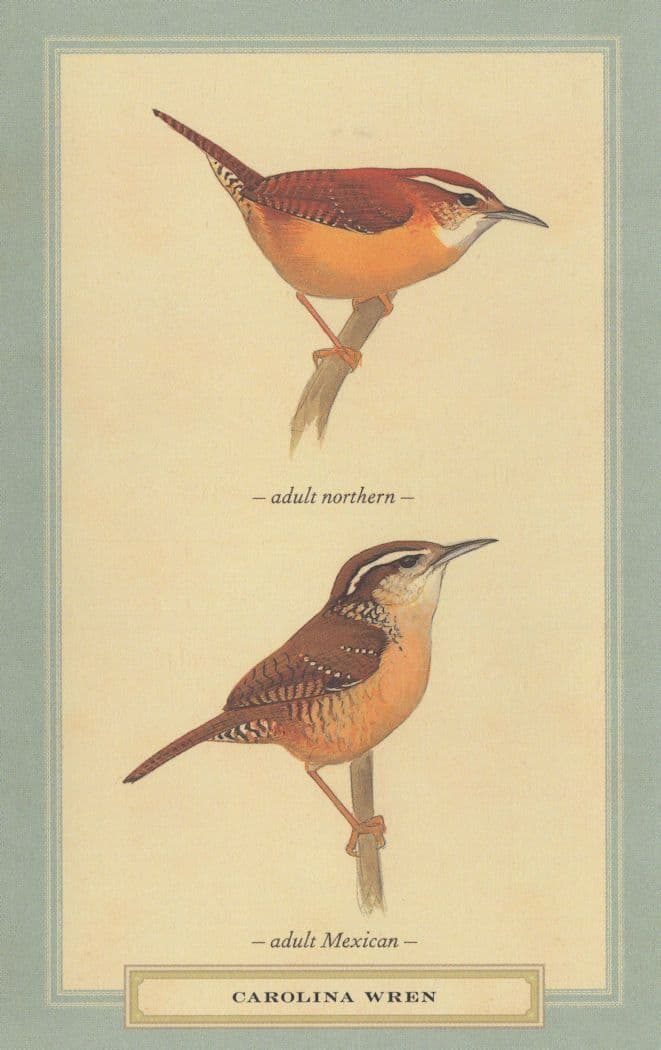 Carolina Wren Adult Northern & Mexican Bird Stunning Postcard