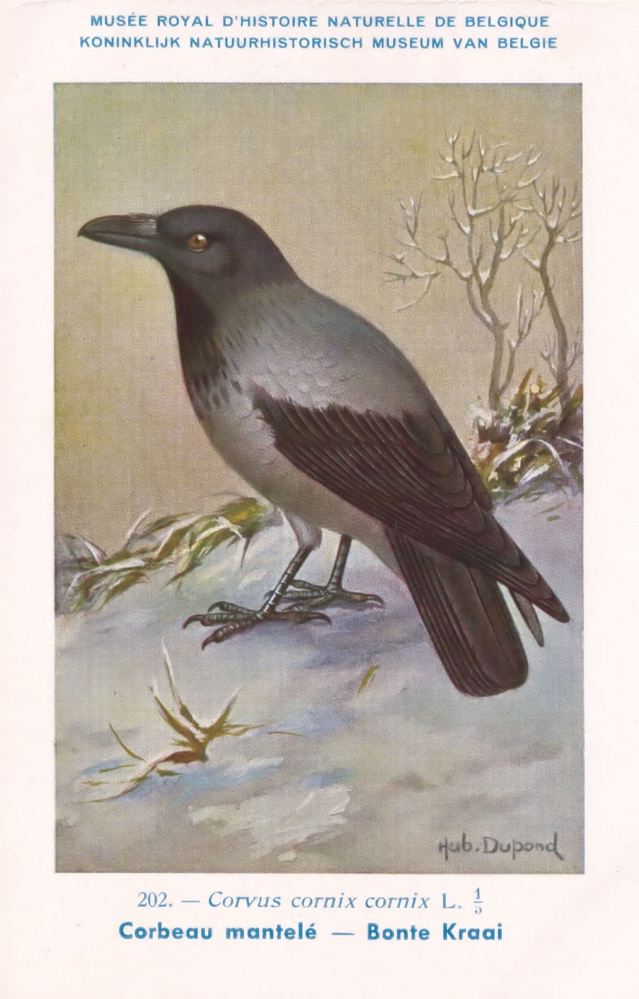 Carrion Hooded Crow WW2 Bird Vintage Rare Postcard