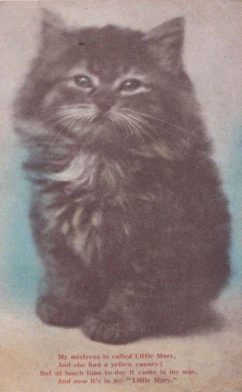 Cat Cats Little Mary The Old Bird Canary Old Antique Animal Greeting Postcard