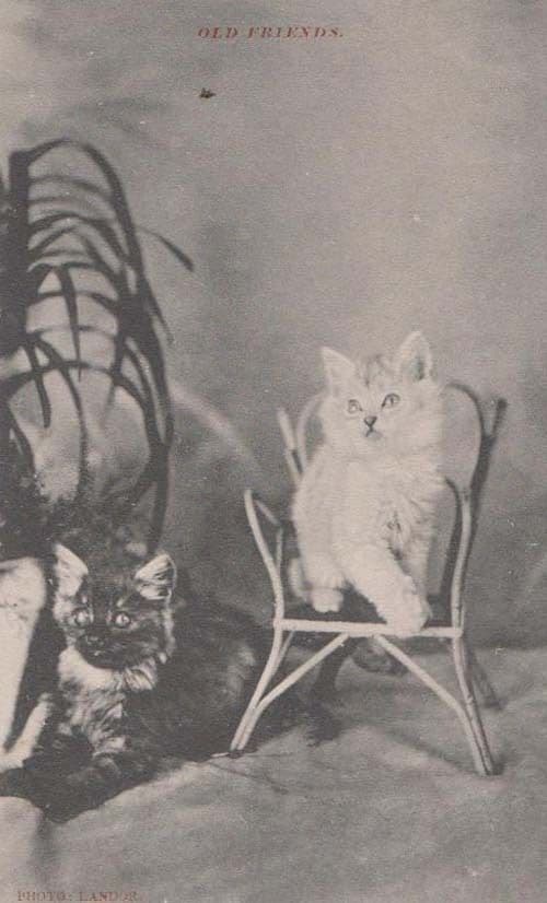 Cat Cats Old Friends Friend Companion Chair Tortoiseshell Mint Antique Postcard