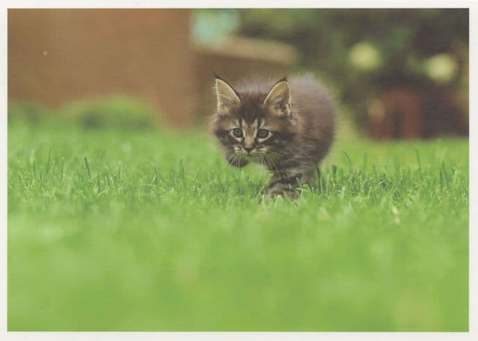 Cat Kitten With One Leg Paw Chasing Mouse Award Photo Postcard