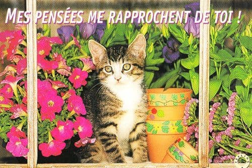 Cat My Thoughts Bring Me Closer To You Mes Pensees Me Rapprochent Postcard