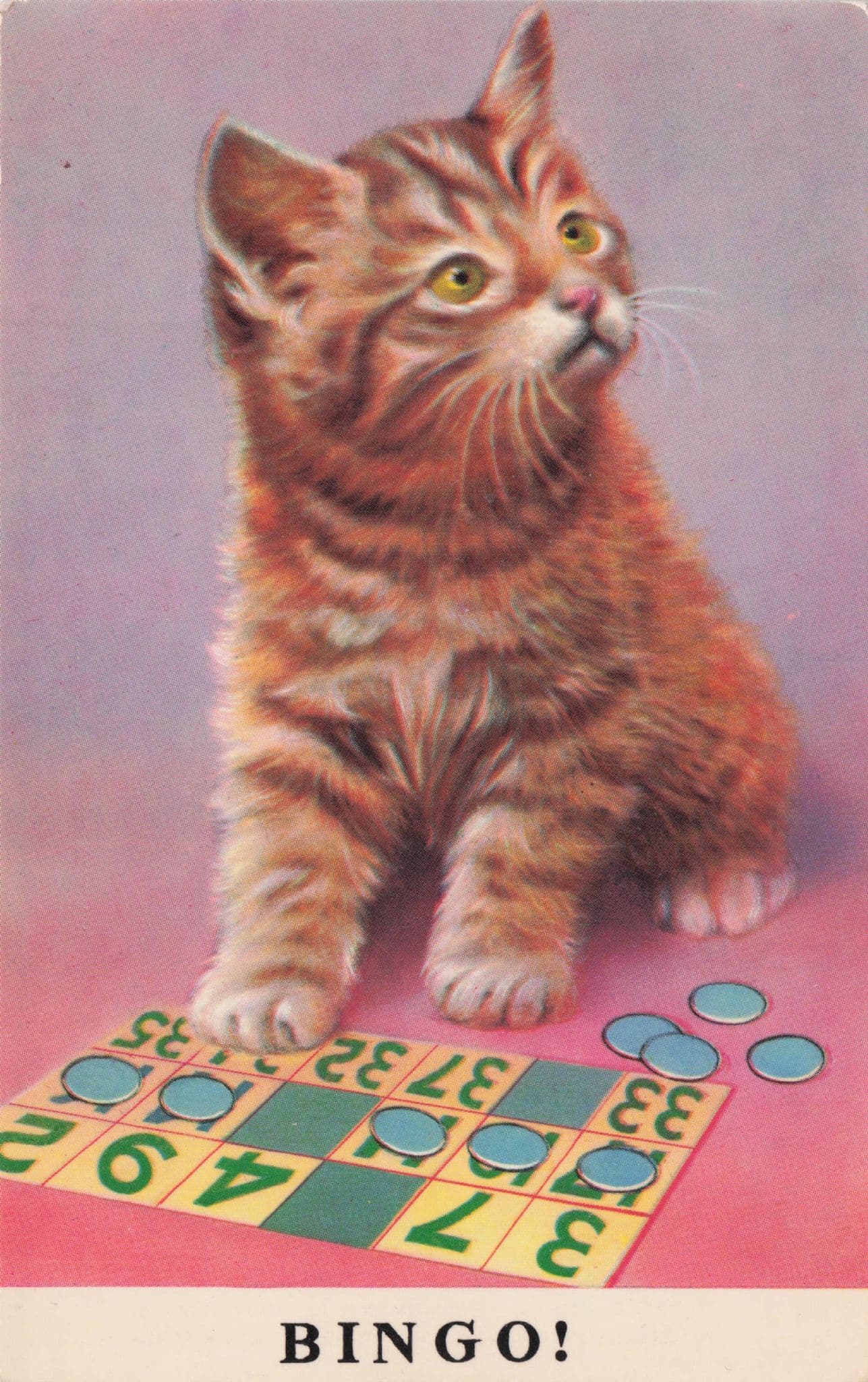 Cat Playing Bingo with Tiddlywinks Bamforth Comic Cats Postcard