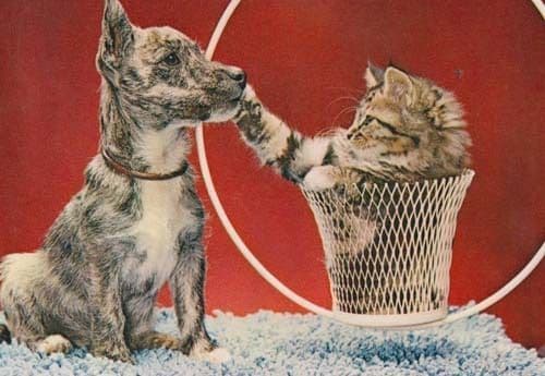 Cat Playing With Dogs Nose Acrobat Circus Hoop Basket Photo Postcard