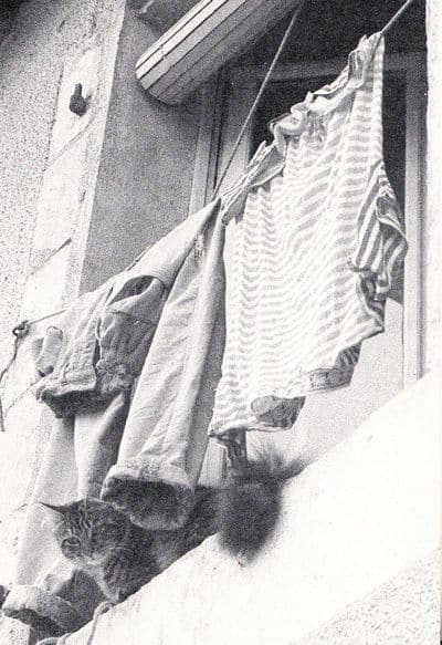 Cat Sitting In Block Of Flats Window Windowledge High Up Ledge Washing Postcard