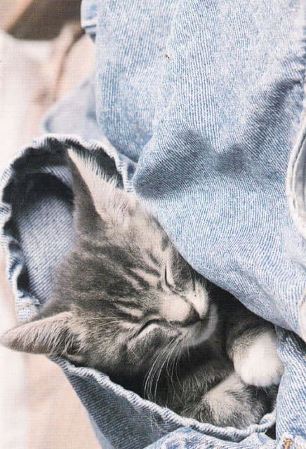 Cat Sleeping In Denim Shirt Shirts Sleeve Postcard