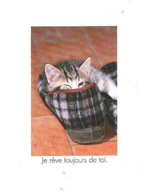 Cat Sleeping Lying In French Slippers Shoes Shoe Always Dream Of You Postcard
