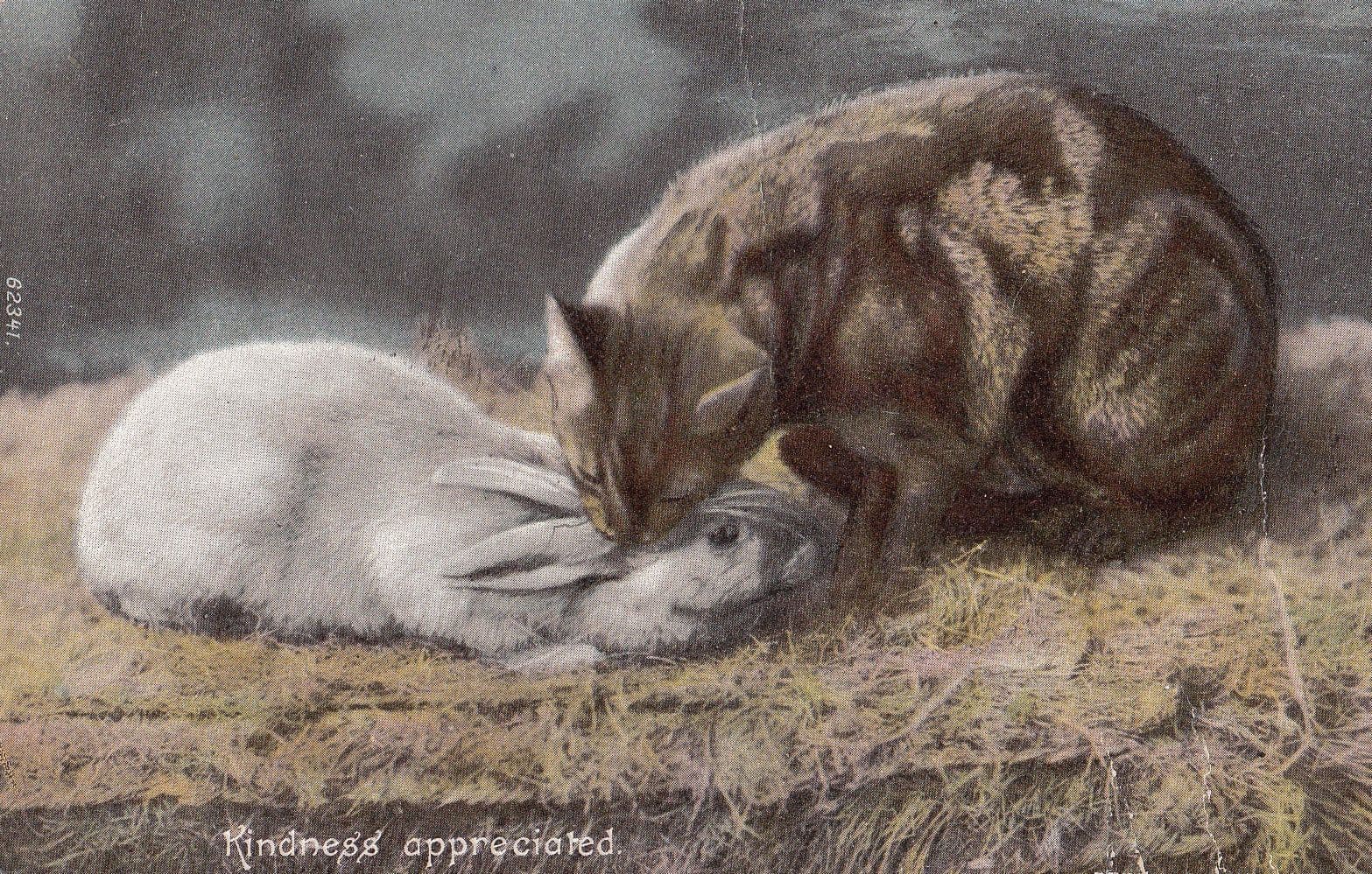 Cat Tearing Rabbit To Pieces Kindness Appreciated Animal Hunting Old Postcard