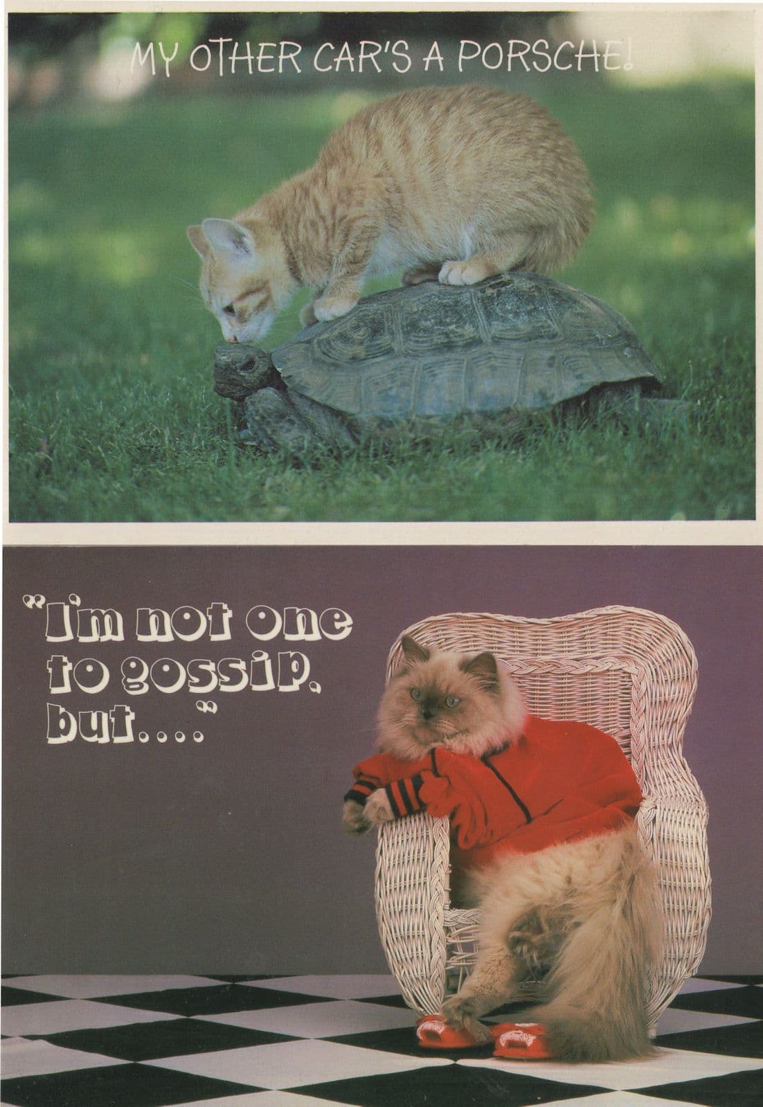 Cat & Tortoise Porsche Car 2x Comic Animal Postcard s