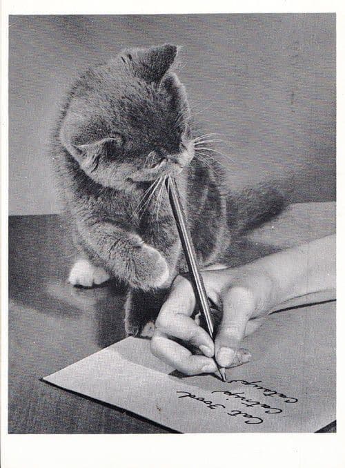Cat Writing Food Letter For Supermarket Pulling Owners Hand To Write Postcard