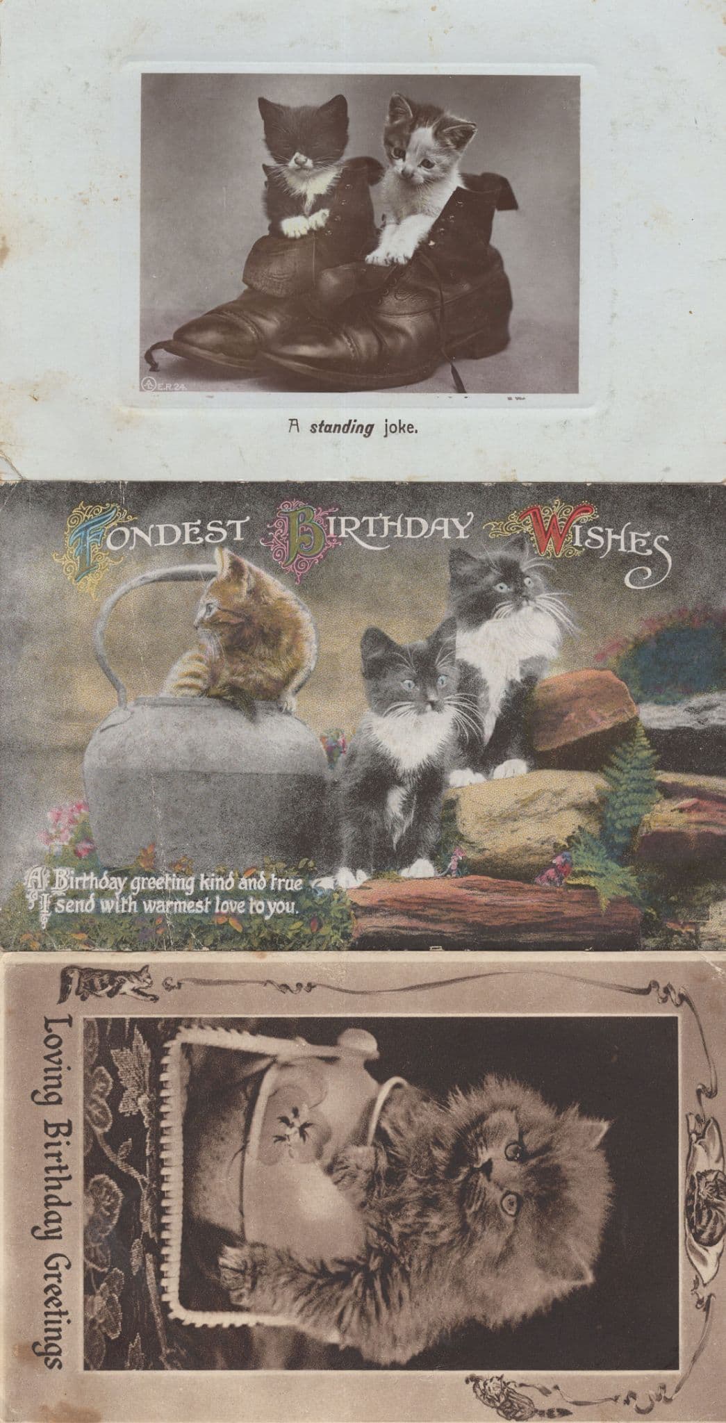 Cats Getting Stuck in Kettle Shoes 3x Old Cat Postcard s