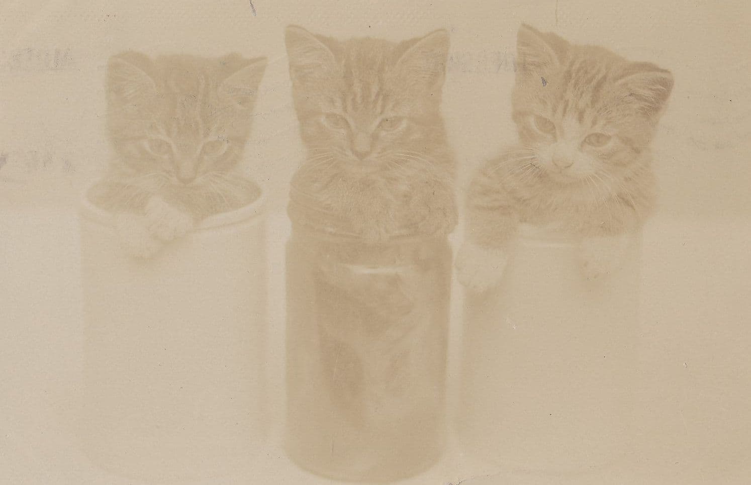 Cats In Jam Jars Antique Real Photo Faded But Amazing Postcard