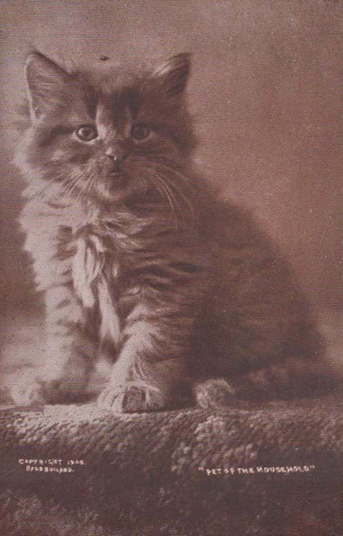 Cats Pet Of The Household The Cute Kitty Series Antique Postcard