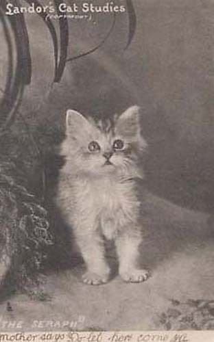 Cats The Seraph Landors Cat Studies Tucks Series 863 Antique Postcard