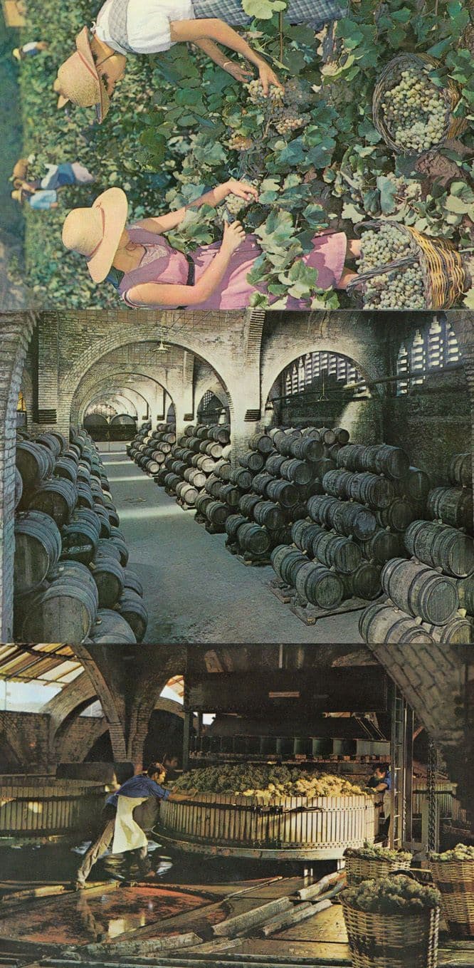 Cavas Codorniu Wine Making Picking & Pressing The Grapes 3x Italy Postcard