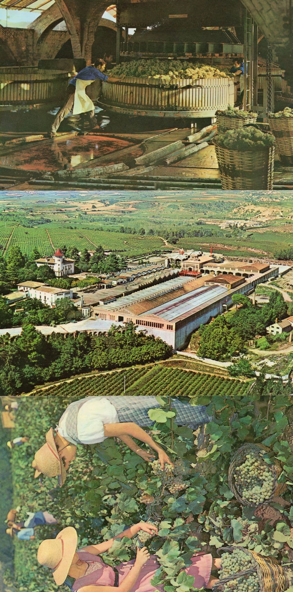 Cavas Codornu Spanish Wine Caves 3x Postcard s