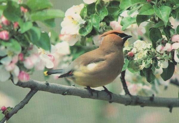 Cedar Waxwing American Rare Bird Postcard