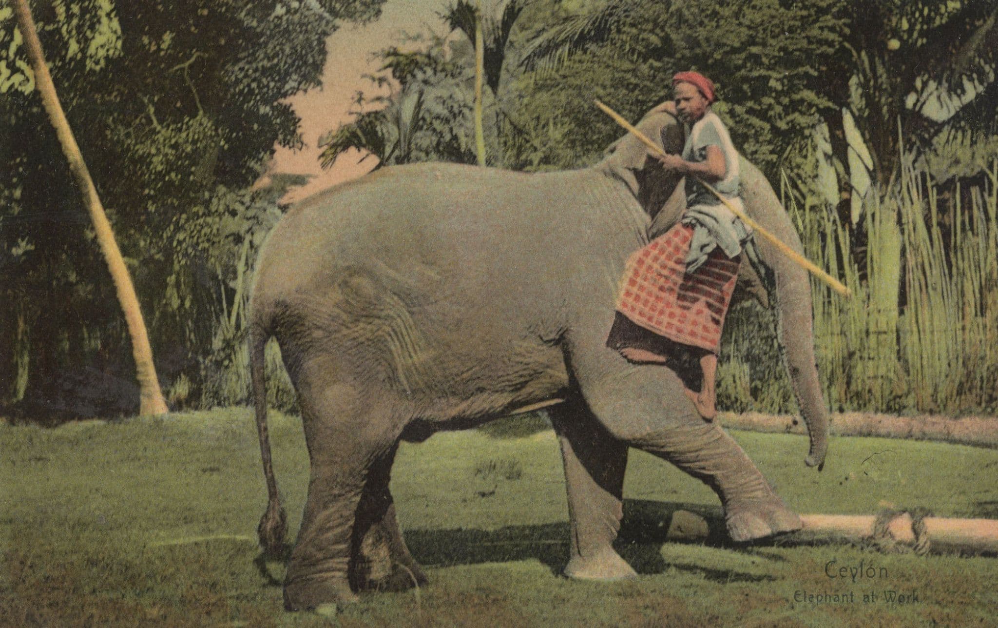 Ceylon Indian Man Riding Elephant Trunk 1960s Postcard