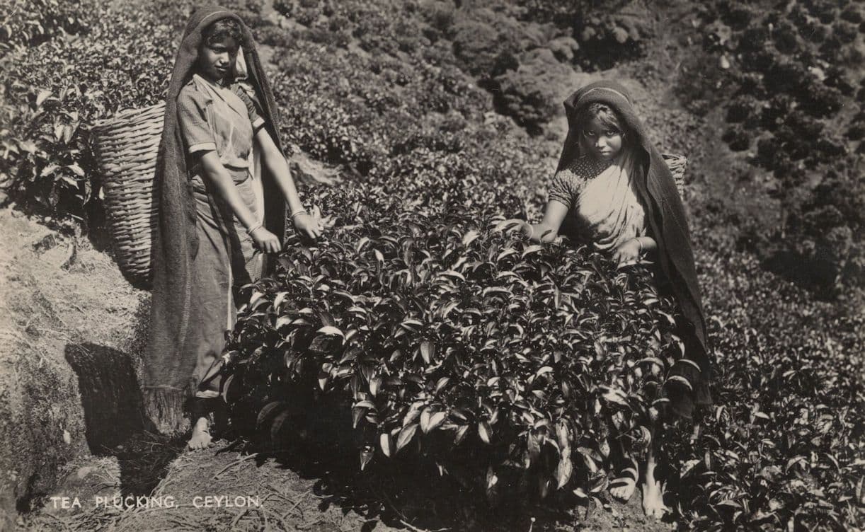 Ceylon Tea Plucking Making India Women Farming Real Photo Postcard
