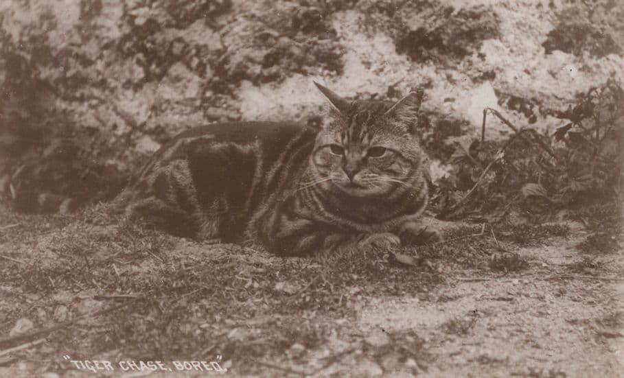 Chasing A Tiger Chase Bored Antique Tabby Cat Postcard