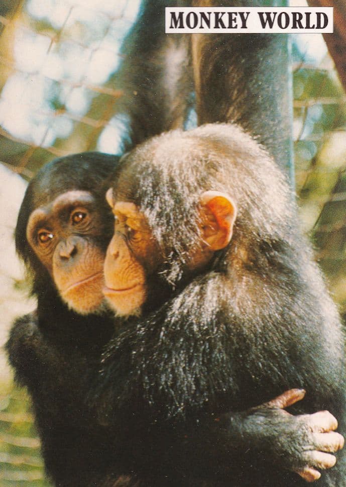 Cherri & Kay Rescued Chimpanzees From Spain Monkey World Postcard