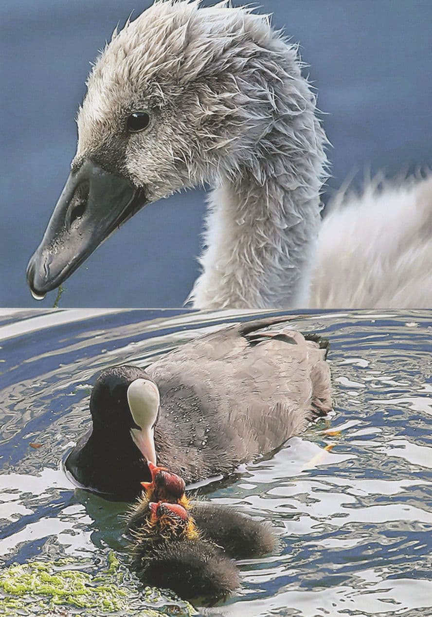 Chichester Ship Canal Cygnet In Basin Coot Bird Chicks Postcard