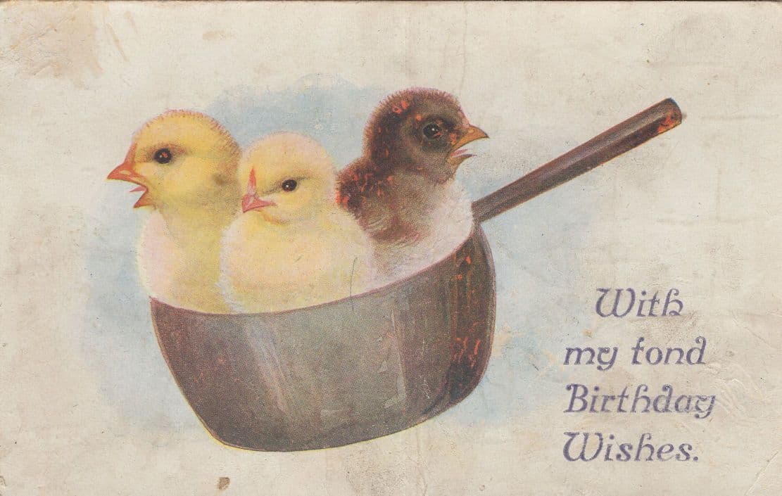Chicks Birds Cooked In Saucepan Antique Bad Taste Postcard