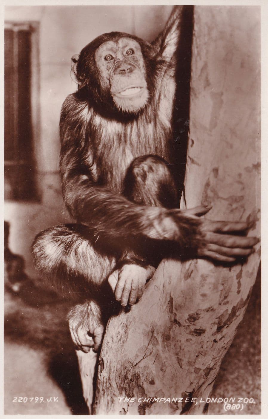 Chimpanzee Murders In The London Zoo Real Photo Postcard