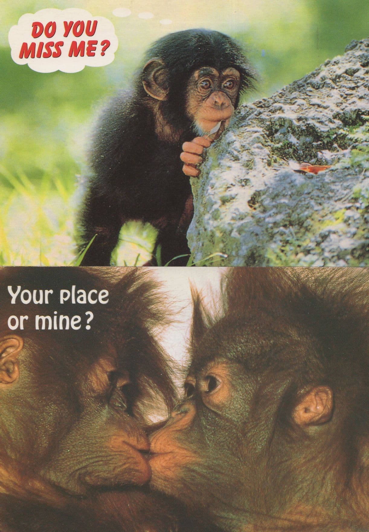 Chimpanzees Kissing Monkey Romance Dating 2x Comic Postcard s