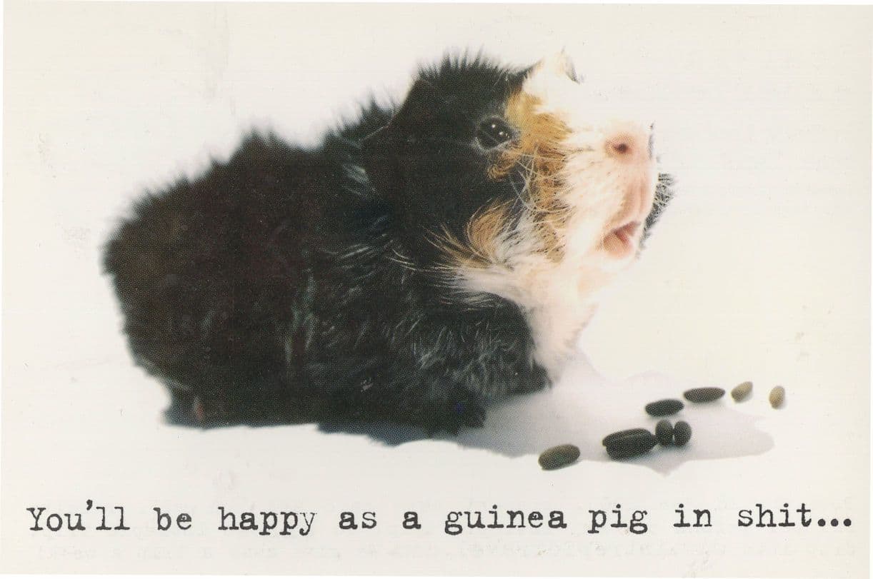 China India Nepal Egypt Guinea Pig Swearing Advertising Postcard