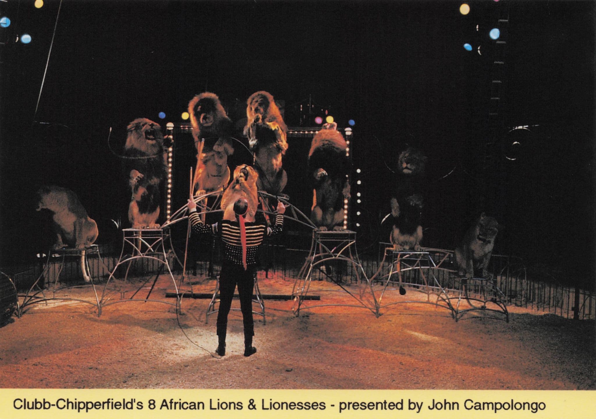 Chipperfield's African Lion Tamer Show Trainer Advertising PB Postcard Photo