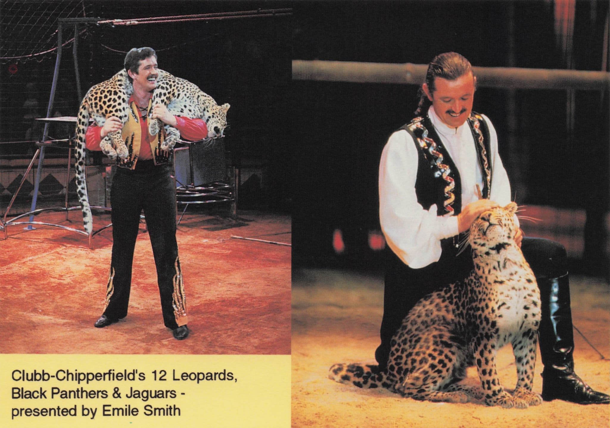 Chipperfield's Black Panthers Jaguars Tamer Show Trainer Advertising PB Postcard Photo