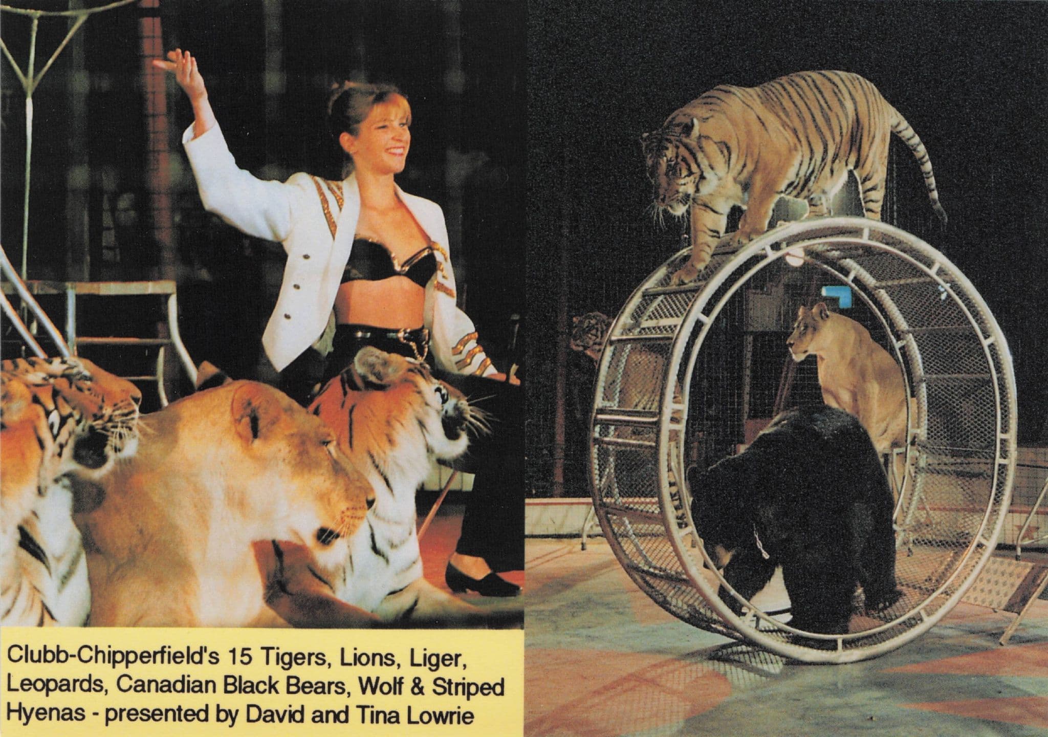 Chipperfield's Circus Tigers Lady Trainer Advertising PB Postcard Photo