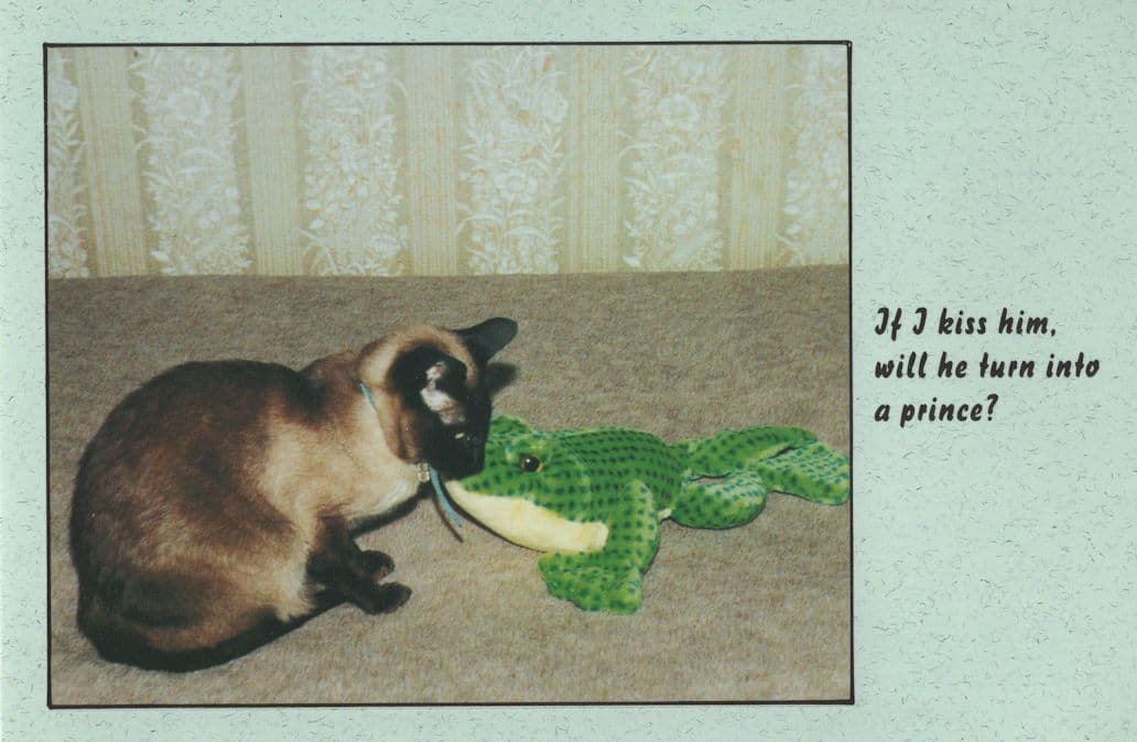 Cinderella Siamese Cat Kissing A Frog Into A Prince Postcard
