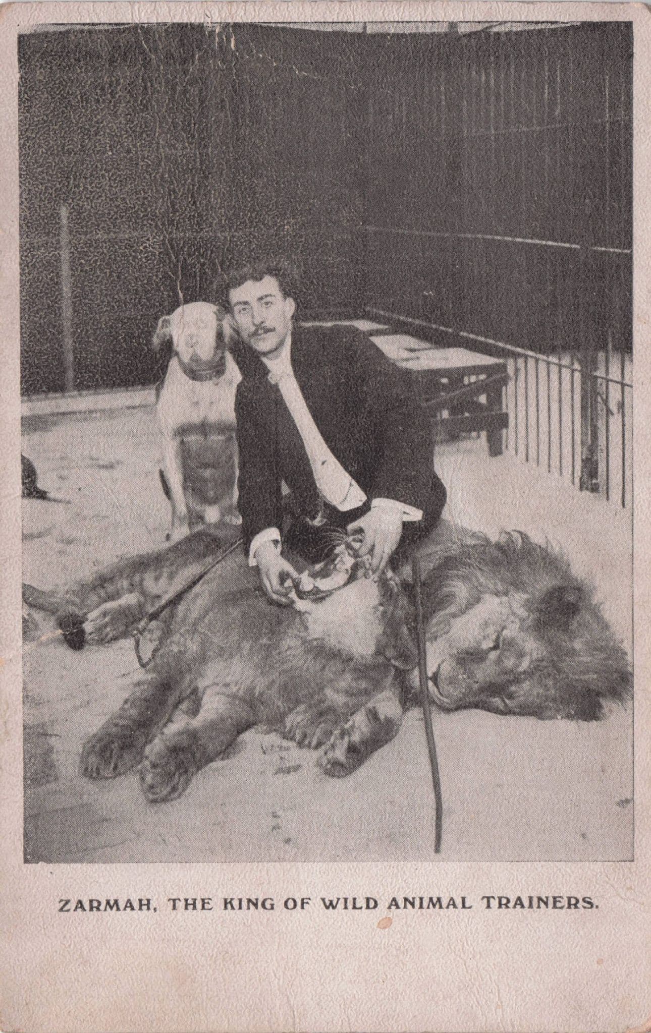 Circus Lion and Pitbull Dog Zarmah King of Wild Animal Trainers Postcard