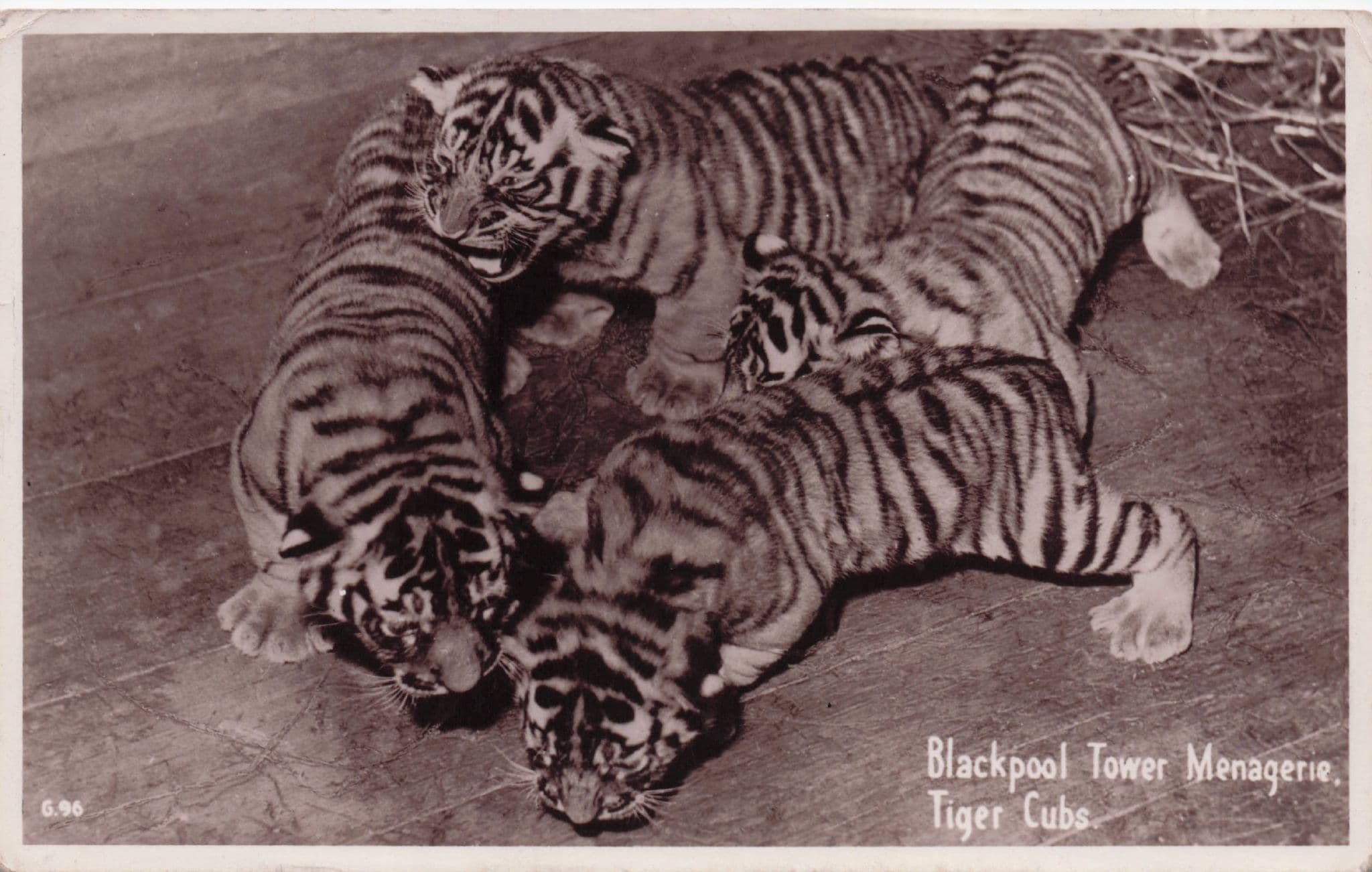 Circus Tigers in Blackpool Tower Menagerie Vintage Postcard