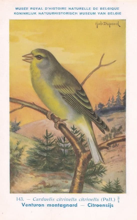 Citril Finch Carduelis Citrinella Old WW2 Bird Rare Postcard