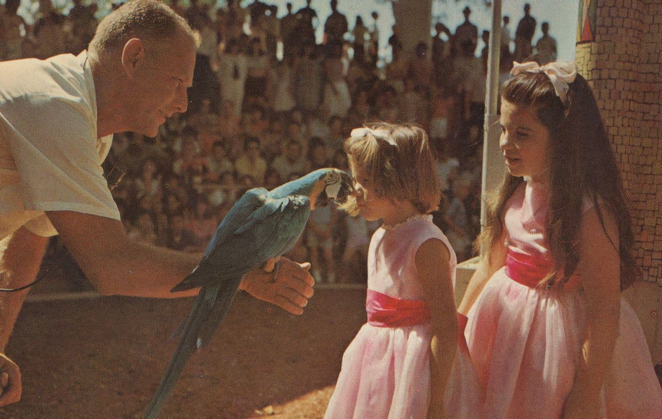 Clinton Melvin Bird Trainer Visits California Busch Gardens Postcard