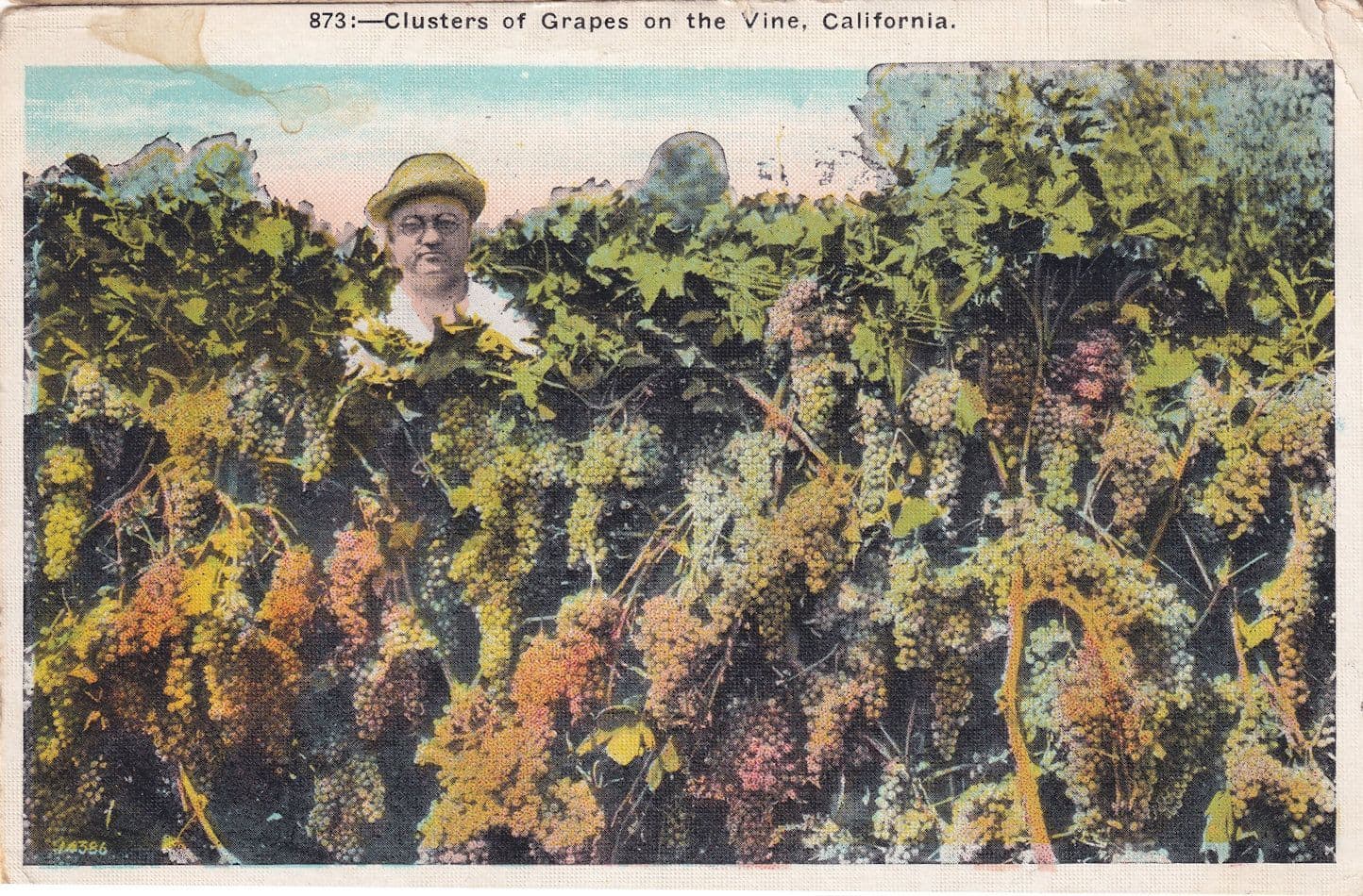 Clusters of Grapes California Postcard