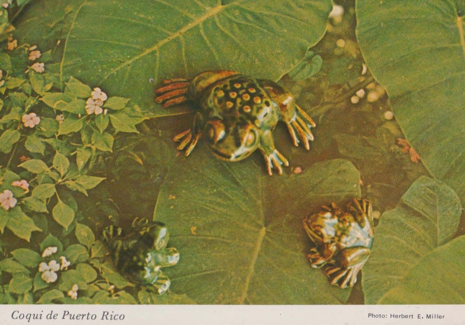 Cocqui Frog in Puerto Rico Leaping On Leaf with small Baby Frog Postcard