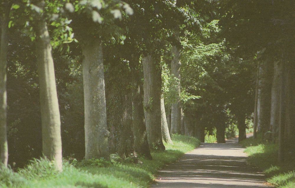 Colliton Walk Thomas Hardy Dorset Dorchester Mayor Postcard
