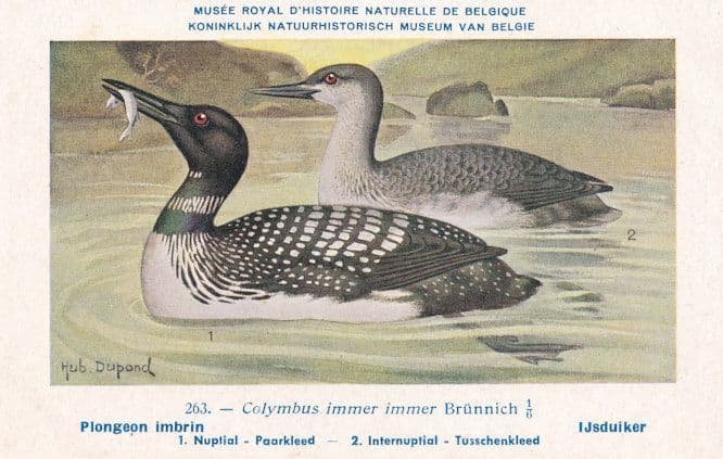 Colymbus Immer Brunnich BrÔøΩnnich's Guillemot WW2 Bird Rare Postcard