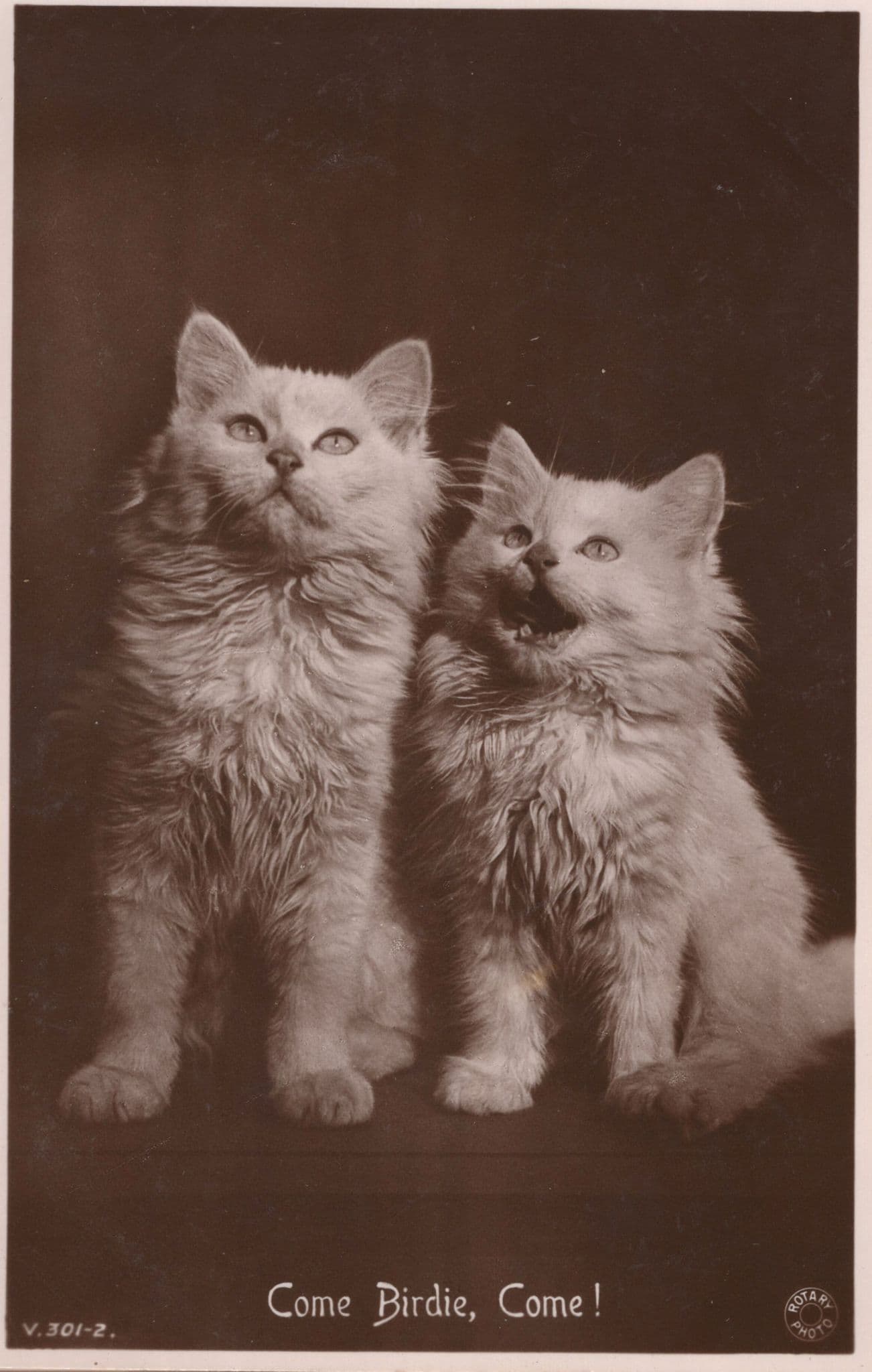 Come Birdie Come Kittens Rotary Cats Birds Real Photo Postcard