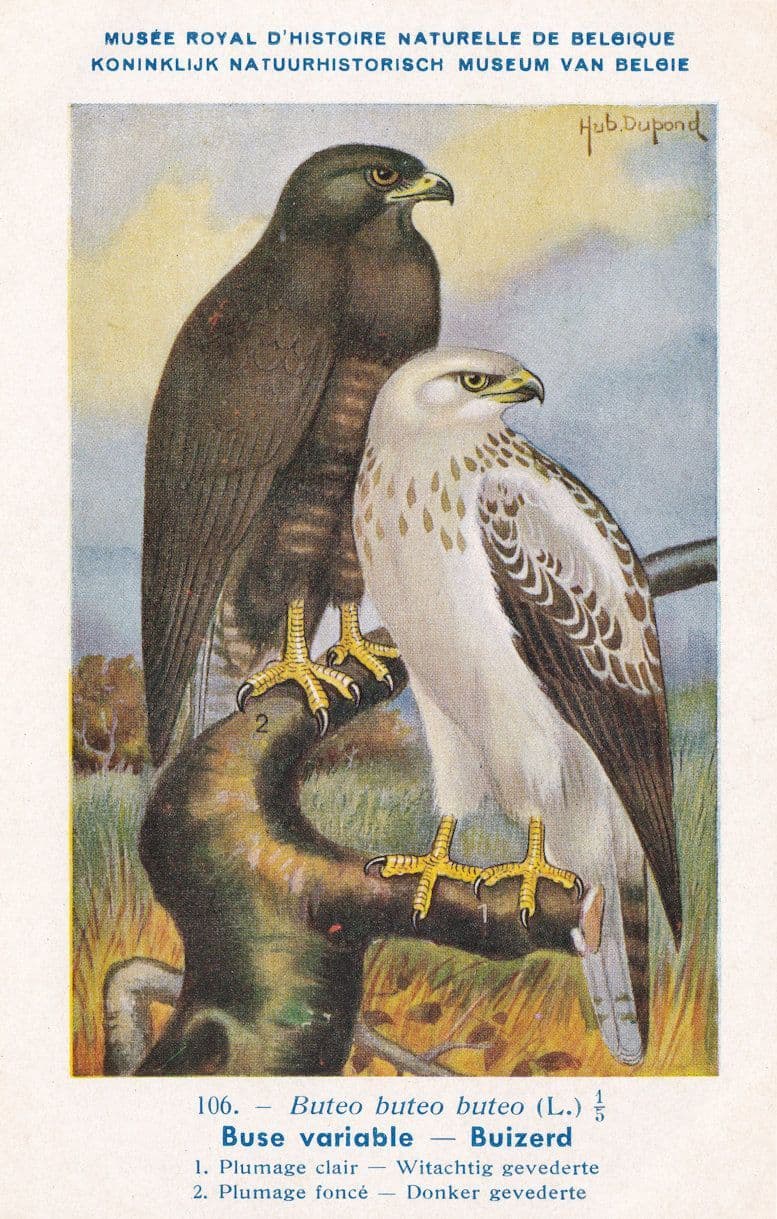 Common Buzzard Buteo Buteo War WW2 Antique Bird Postcard