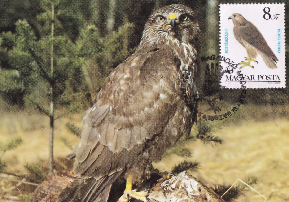 Common Buzzard WWF Bird Magyar Posta Stamp FDC Postcard