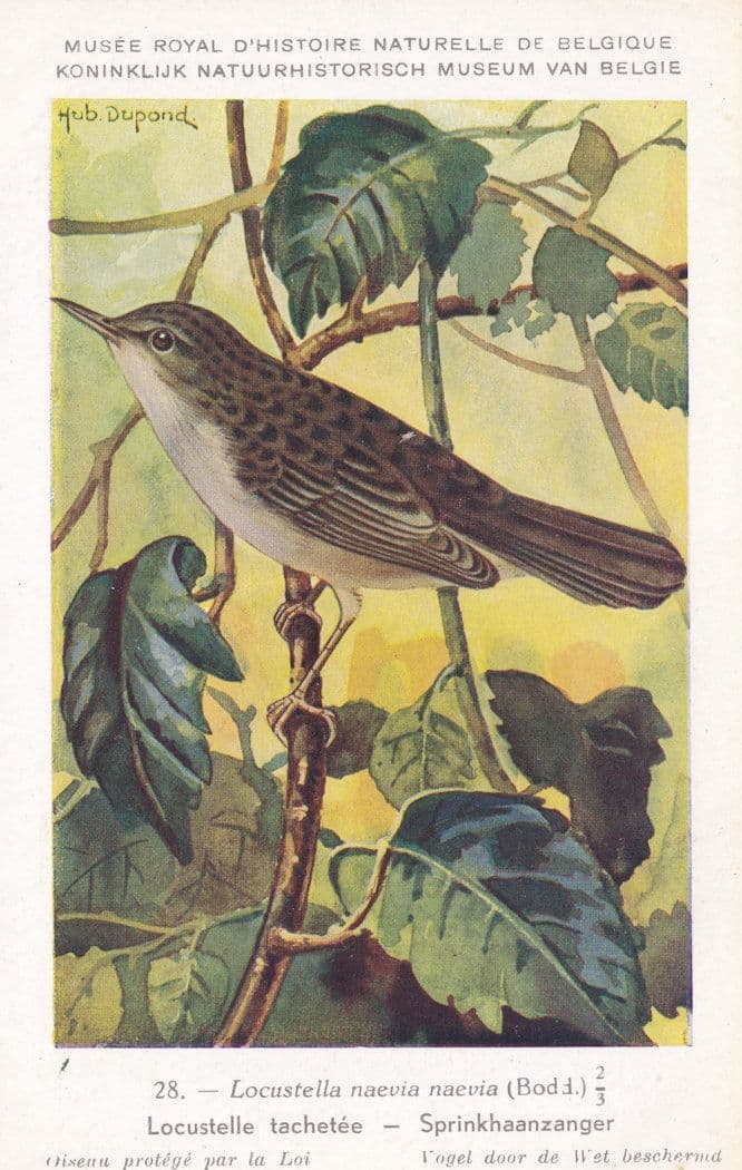 Common Grasshopper Warbler Locustella Naevia WW2 Bird Rare Postcard