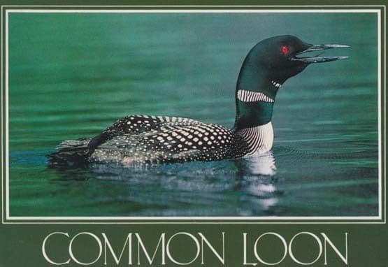 Common Loon Rare Bird Postcard