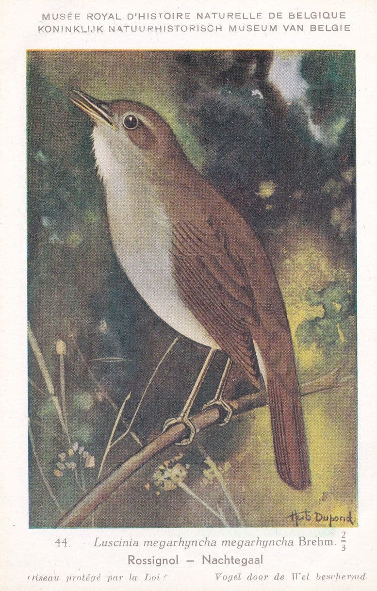 Common Nightingale Luscinia Cegarhynchos Bird Antique Rare Postcard